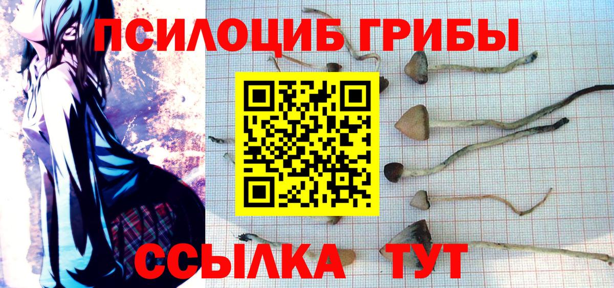 Гатчина  Галлюциногенные грибы Cubensis  Вход с VPN 